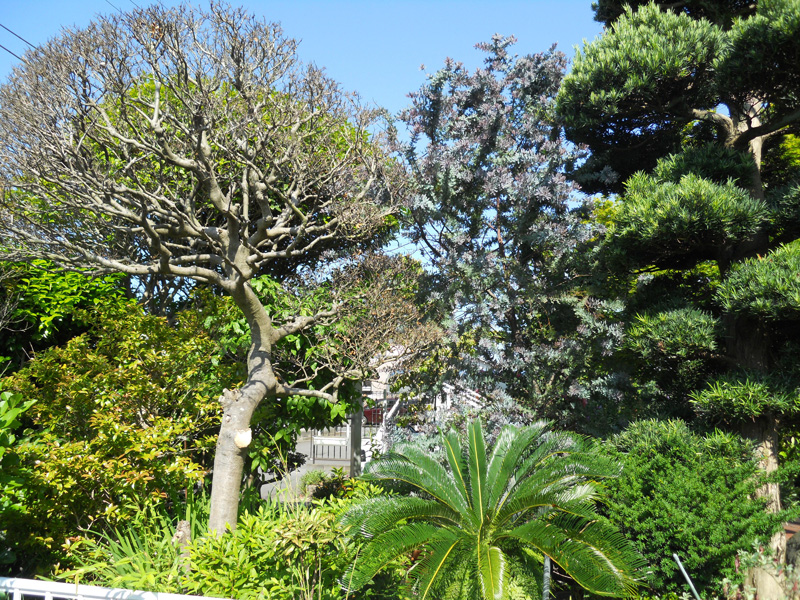 ツゲとミモザ（ギンヨウアカシア）の伐採。（沼津市）