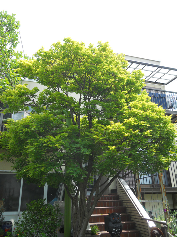 イロハモミジの剪定（沼津市）