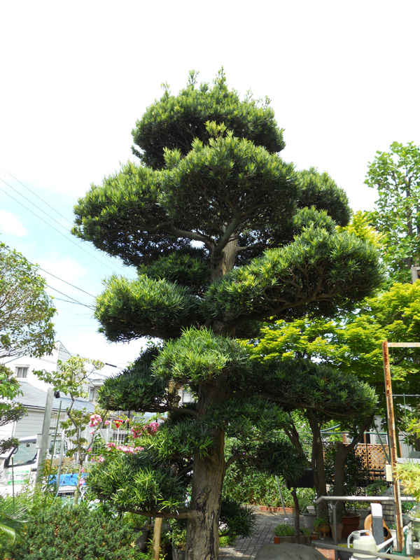 H邸マキ剪定（沼津市）