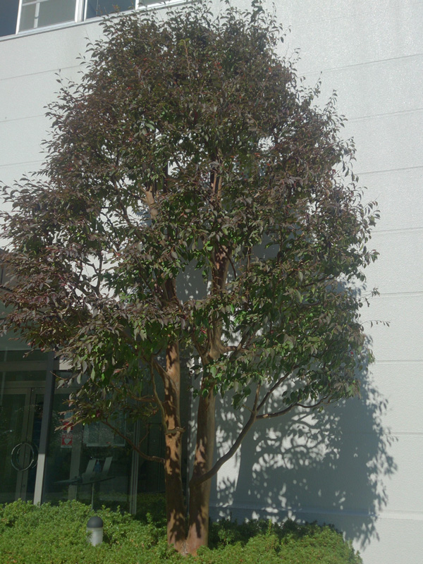 ヒメシャラの剪定（御殿場市）