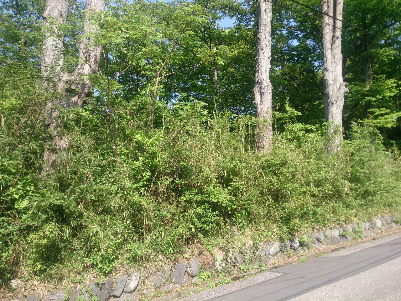 某別荘地にて草刈り・人力除草（神奈川県箱根町）