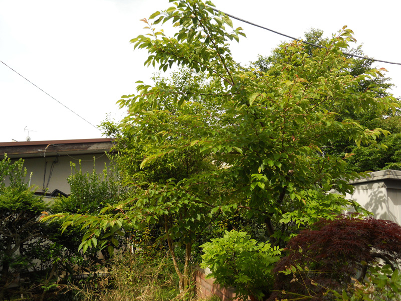 Ｋ邸ユズ・サクラ剪定作業（御殿場市）