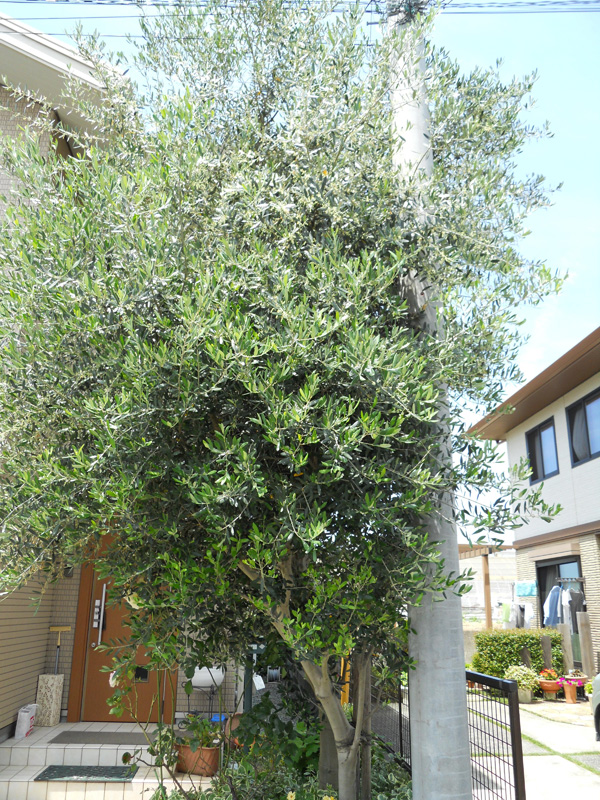 Ｆ邸オリーブ剪定（函南町）