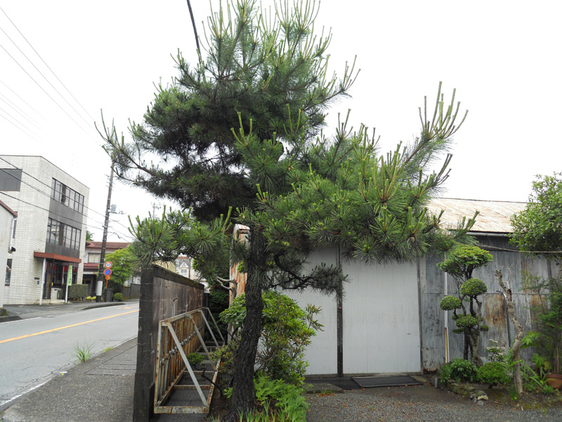 Ｋ邸マツ剪定（御殿場市）