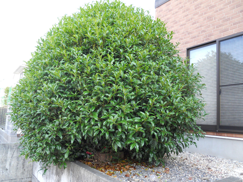 Ｍ邸モクセイの剪定（富士市）