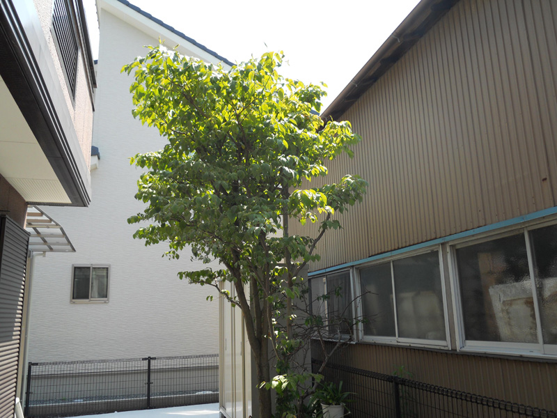 Ⅰ邸ハナミズキ剪定（富士市）