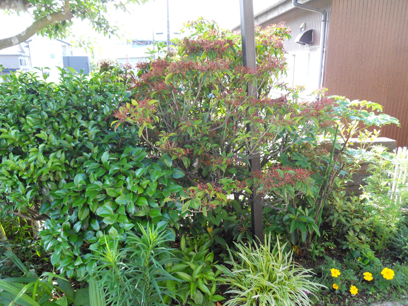 ｗ邸サザンカ・カルミア剪定（御殿場市）