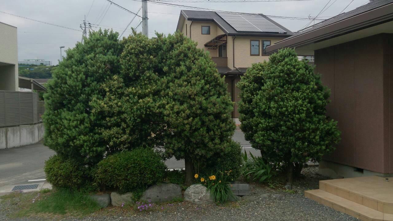 Ⅰ邸マキ剪定（富士市）