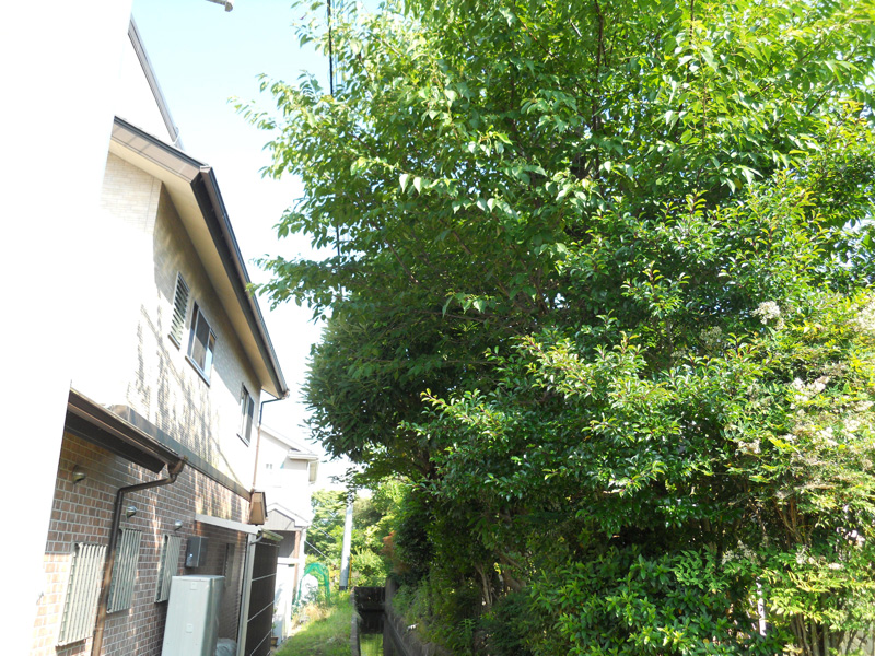 河川境界剪定（御殿場市）