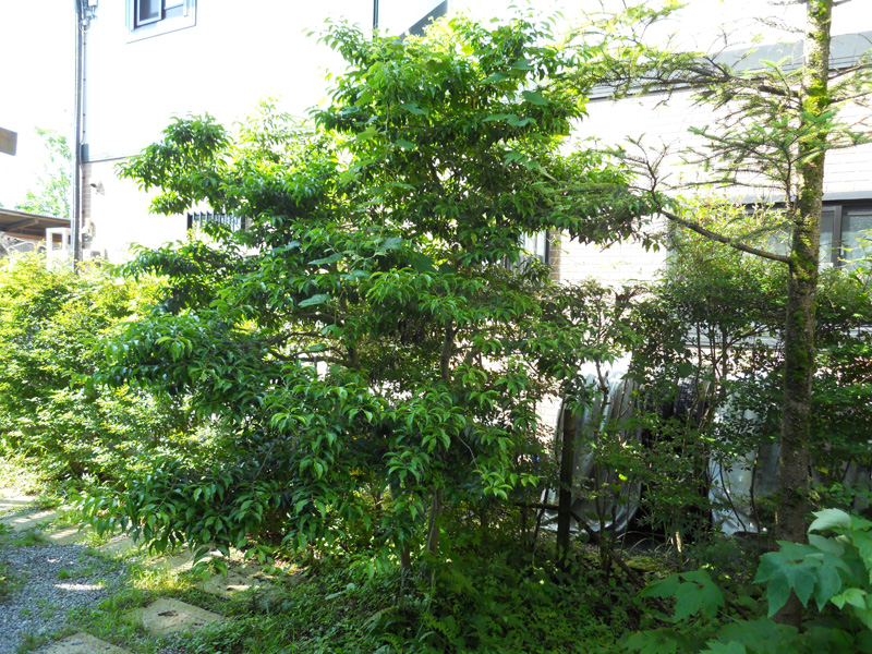 Ｋ邸ソヨゴ剪定（小山町）