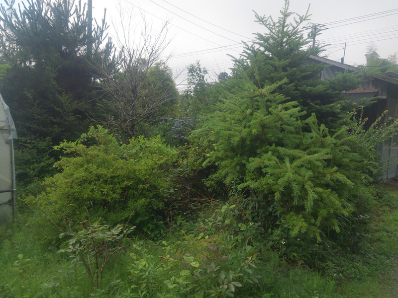 Ｋ邸剪定（御殿場市）