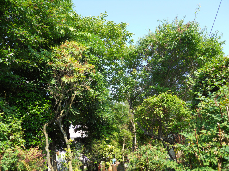 Ｓ邸剪定（御殿場市）