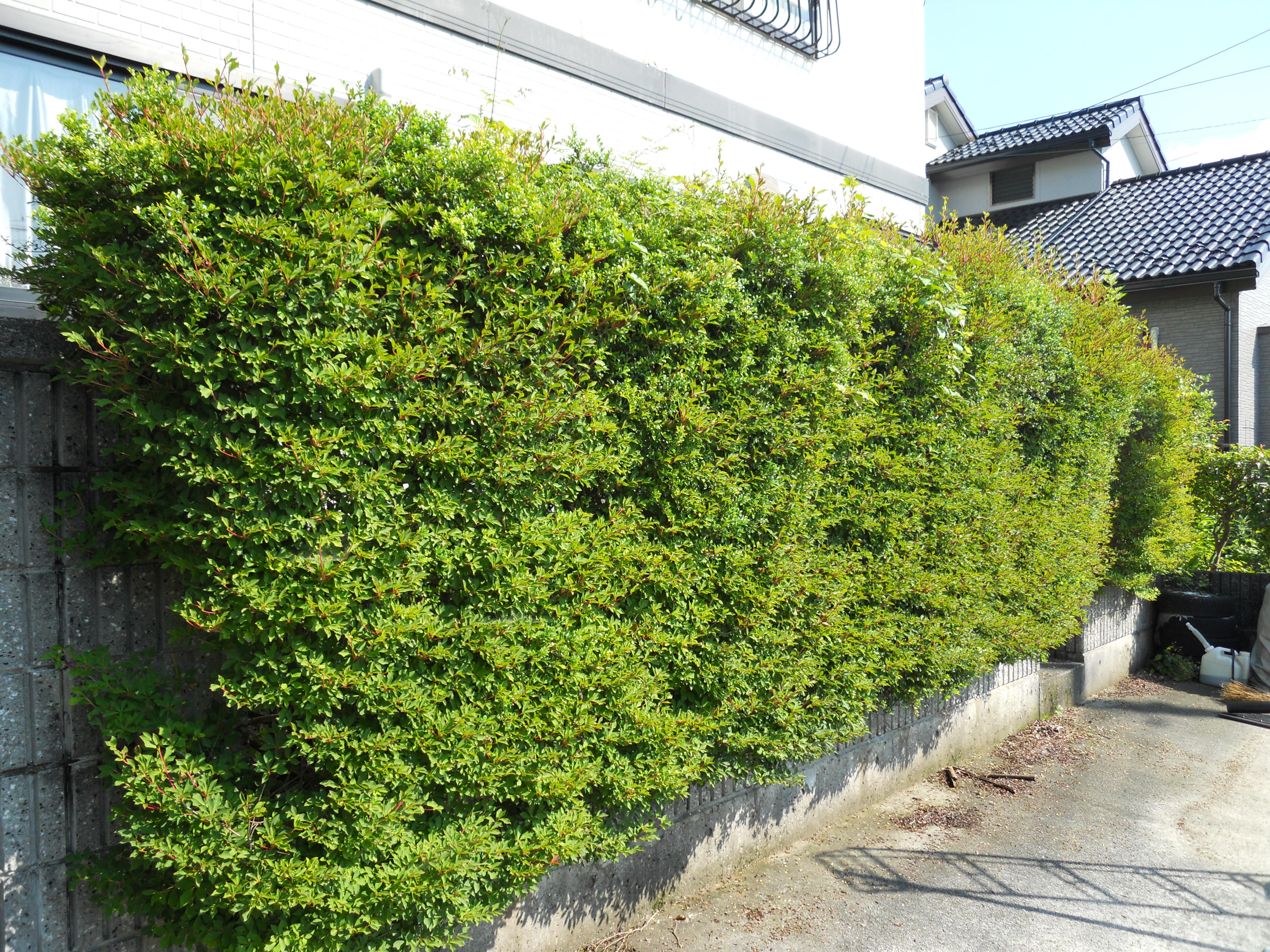 Ｋ邸ドウダンツツジ生垣剪定（小山町）