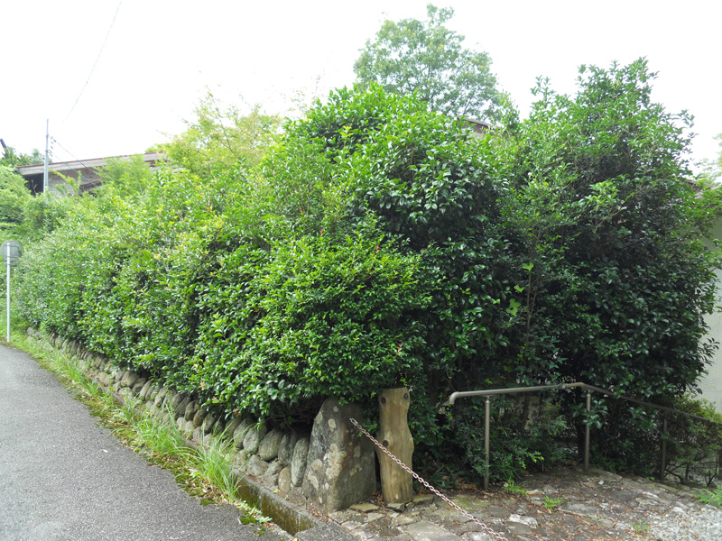 某別荘地Ｓ邸ヒイラギモクセイ生垣剪定（神奈川県箱根町）