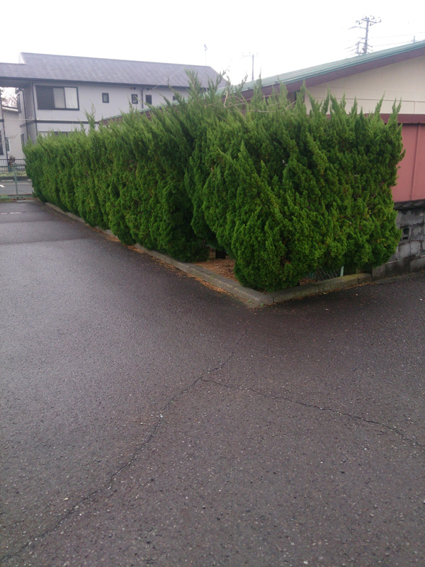カイズカイブキの生垣伐採撤去（三島市）