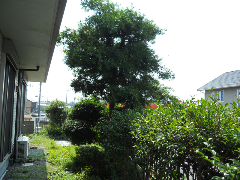 Ｋ邸マキ伐採（長泉町）