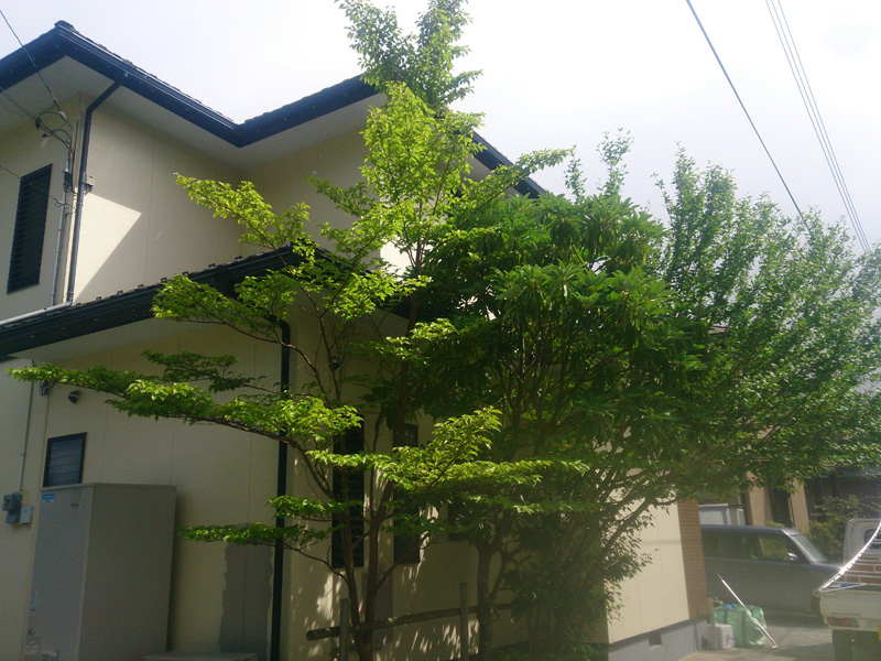 Ｍ邸ムクゲ・ユズリハ・シャラ強剪定（小山町）