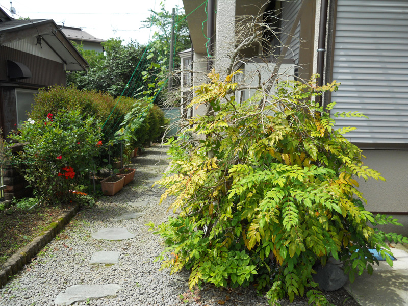 Ｗ邸キンモクセイ植栽（御殿場市）