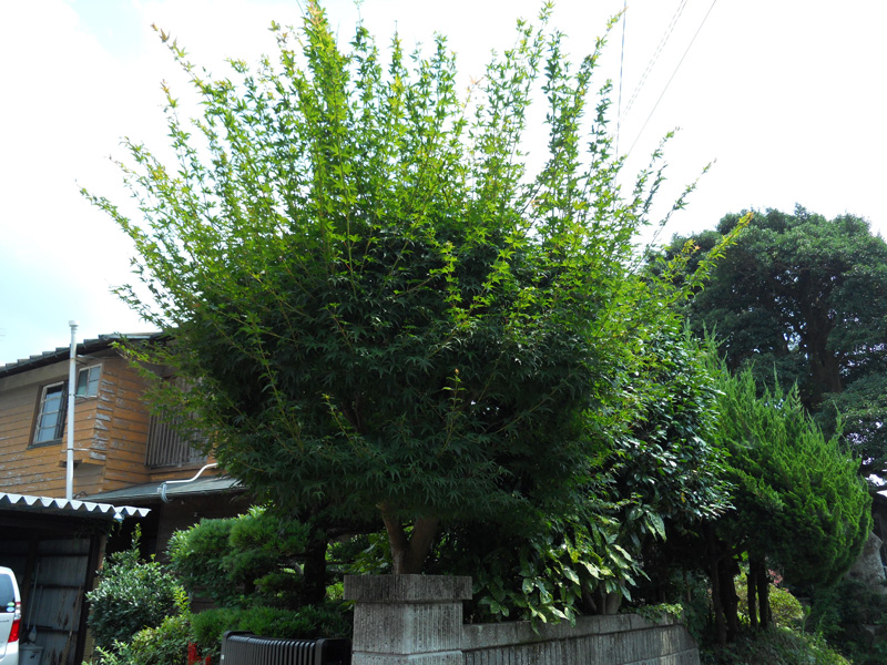 Ｓ邸イロハモミジ剪定（三島市）