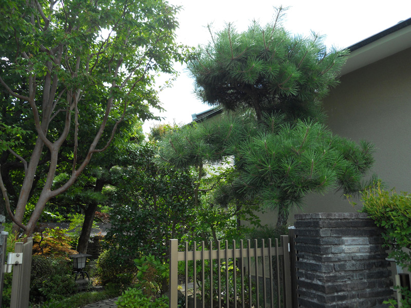 Ｓ邸庭園剪定（神奈川県小田原市）