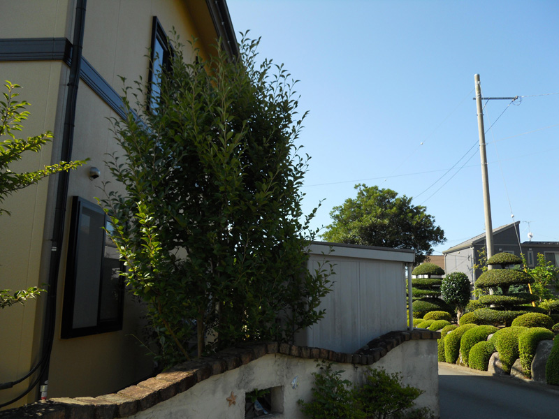 Ⅰ邸ナツツバキ剪定（御殿場市）