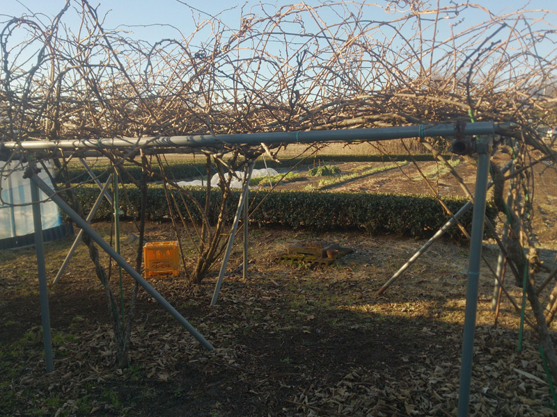 Ｓ邸キウイ棚剪定（裾野市）