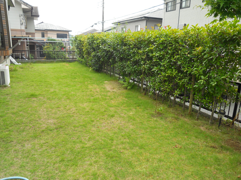 Ｋ邸レッドロビン生垣剪定・芝刈り（裾野市）