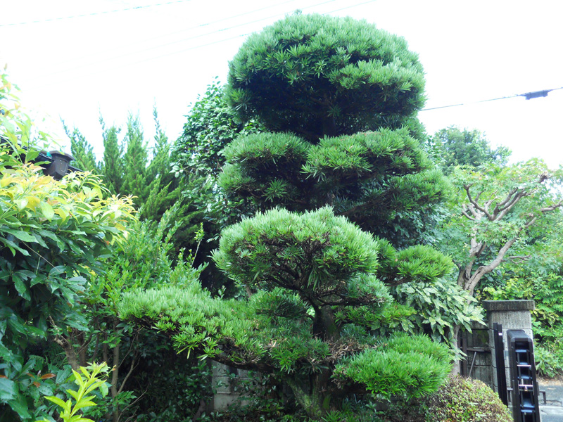 Ｓ邸マキ剪定（三島市）