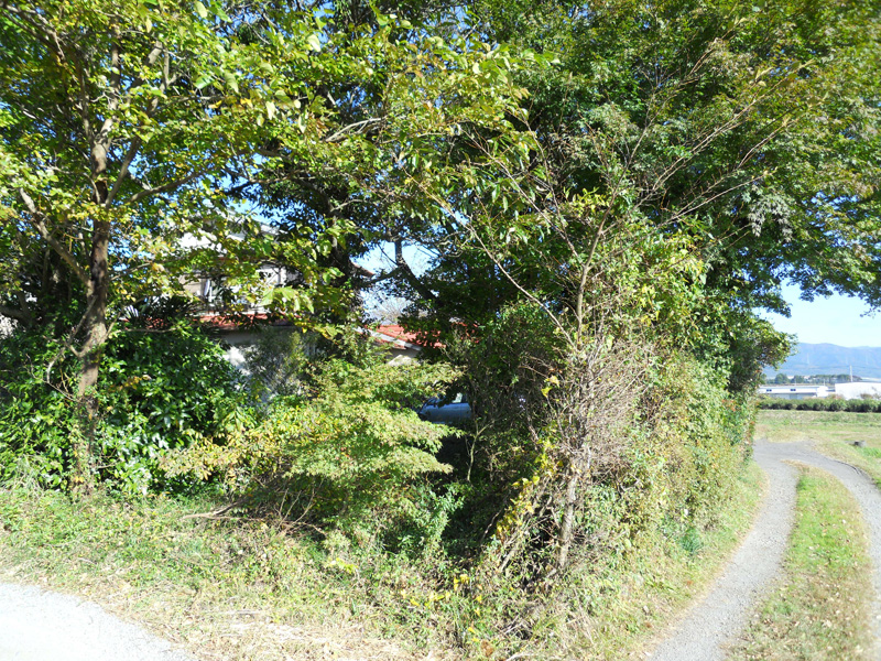 高木伐採（御殿場市）