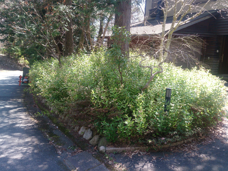 某別荘地T邸剪定作業（神奈川県箱根町）