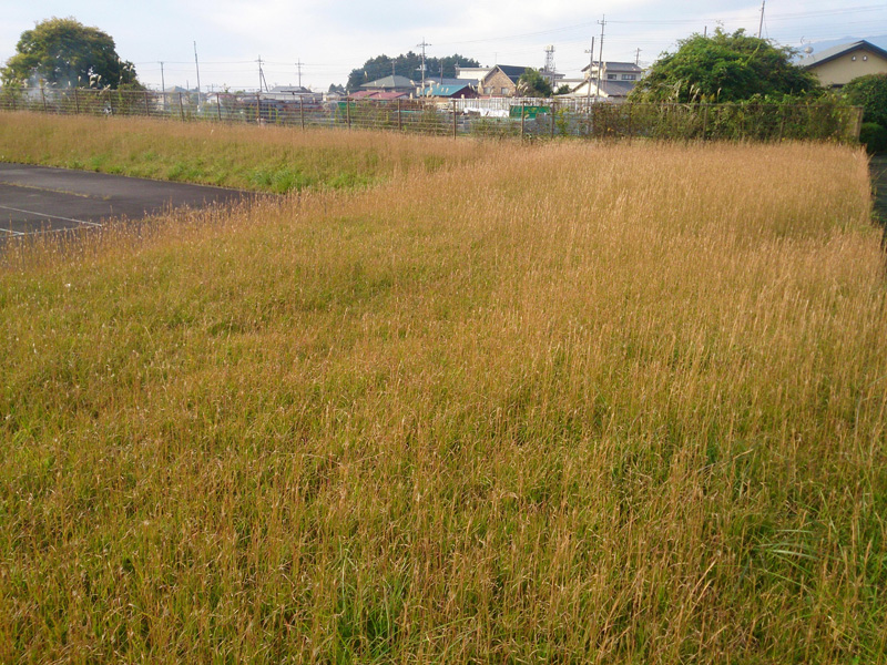 芝刈り（御殿場市）